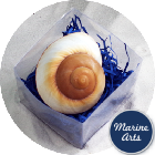 8689-P5 - Beach Cube - Landsnail - Brown Muffin